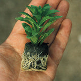 Winter Flower Zinnia Super Seeds