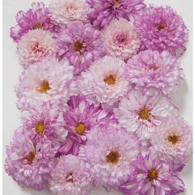 Winter Flower Zinnia Super Seeds