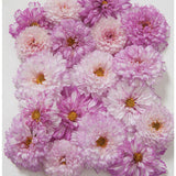 Winter Flower Zinnia Super Seeds
